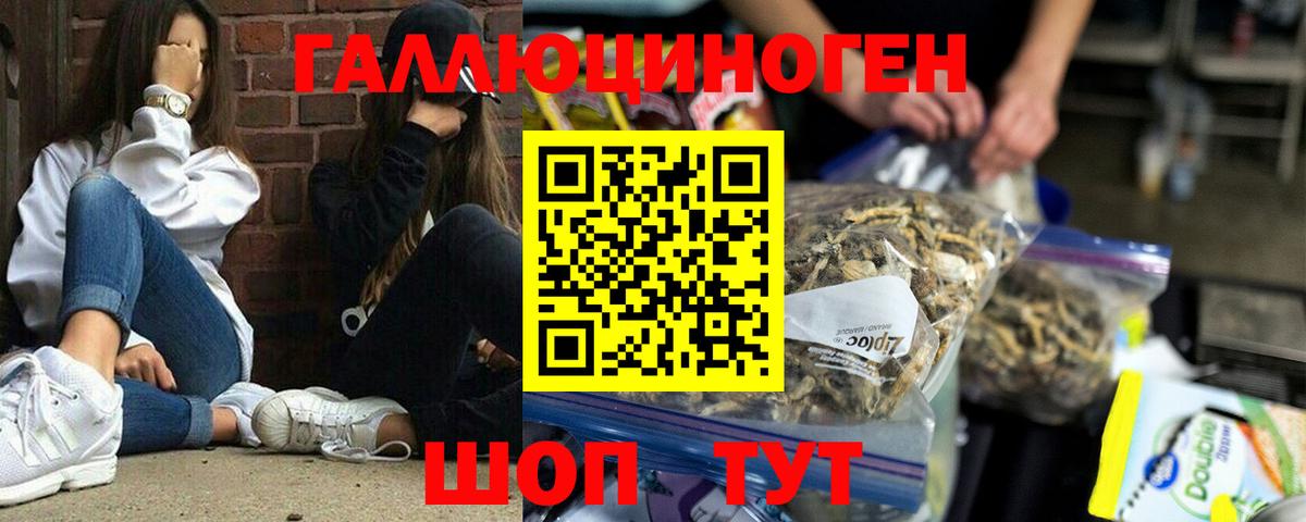 Галлюциногенные грибы Psilocybe Гусев